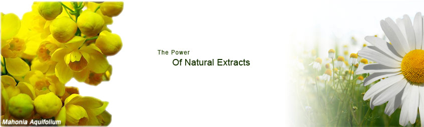 The Power of natural extracts - Tea tree oil and Mahonia aquifolum in PsoEasy psoriasis cream.